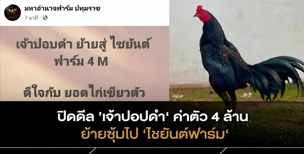 “เจ้าปอปดำ” ค่าตัว 4 ล้าน ย้ายซุ้มไป “ชัยยันต์ฟาร์ม”