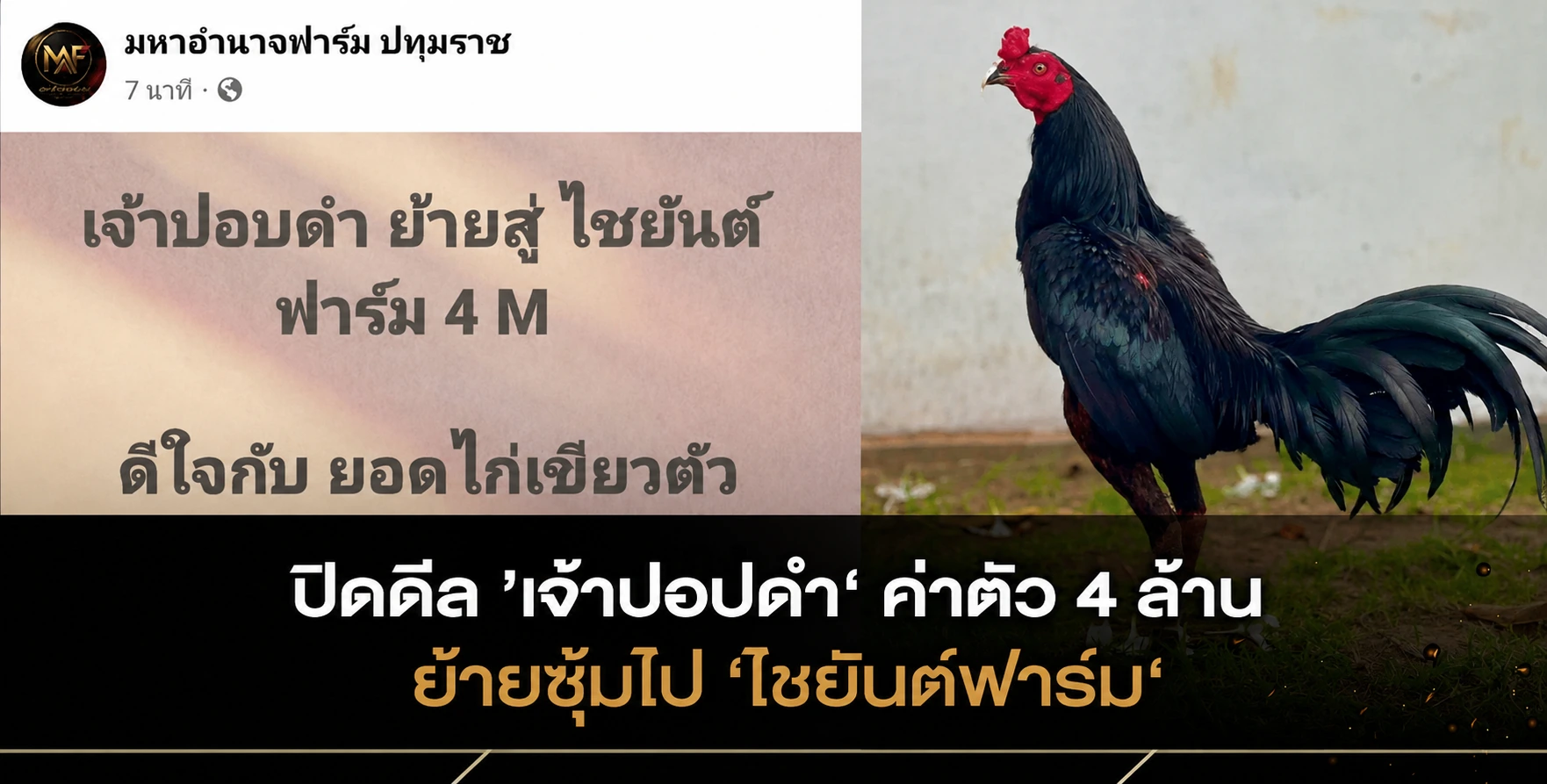 “เจ้าปอปดำ” ค่าตัว 4 ล้าน ย้ายซุ้มไป “ชัยยันต์ฟาร์ม”